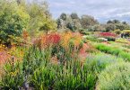 Australian Native Garden