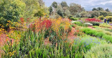 Australian Native Garden