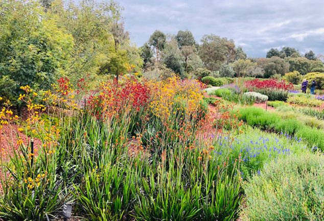 Australian Native Garden