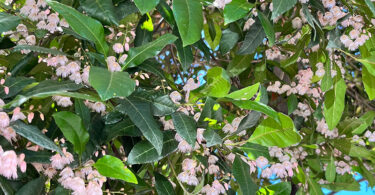 Eleocarpus reticulatus - Blueberry Ash