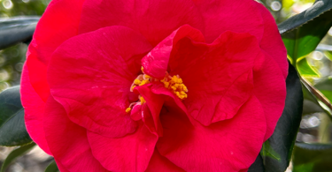 Camellia japonica 'Ace of Hearts'