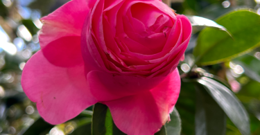 Camellia hybrid 'Betty Ridley'