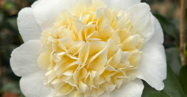 Camellia japonica 'Brushfield's Yellow'