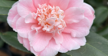 Camellia japonica 'Confetti Blush'