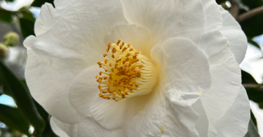 Camellia japonica 'Lovelight'