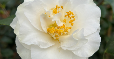 Camellia japonica 'Martha Tuck'