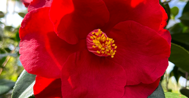 Camellia japonica 'Royal Velvet'