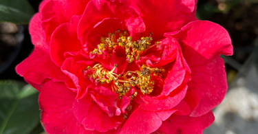 Camellia japonica 'Sir Clifford Parks'
