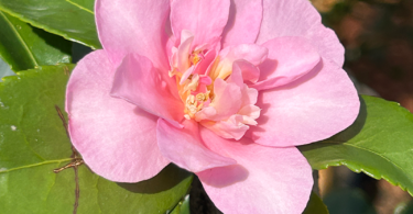 Camellia hiemalis 'Sparkling Burgundy'