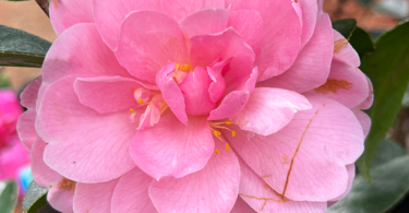 Camellia hybrid 'Spring Surprise'
