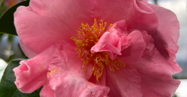 Camellia japonica 'Laurie Bray'