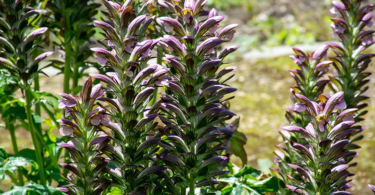 Acanthus mollis - Oyster Plant