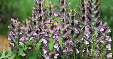 Acanthus mollis - Oyster Plant