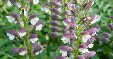 Acanthus mollis - Oyster Plant