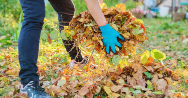 May gardening - Adding Autumn leaves to the compost