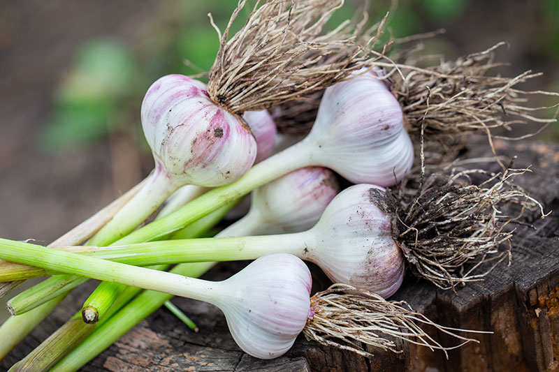 Garlic harvest