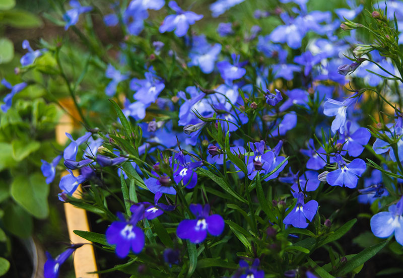 Lobelia is striking when planted in tropical, sub-tropical and warm temperate climates.