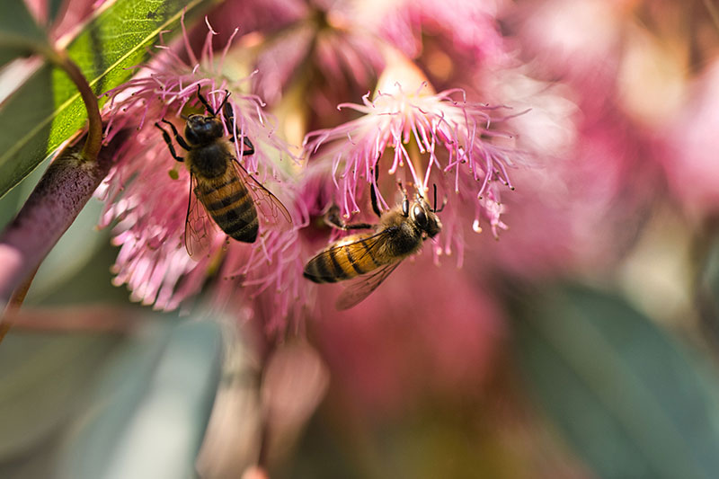 Bees collecting pollen