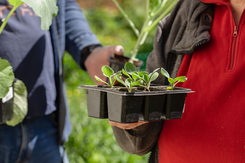 Cabbage seedlings should be planted in warm climates during May.