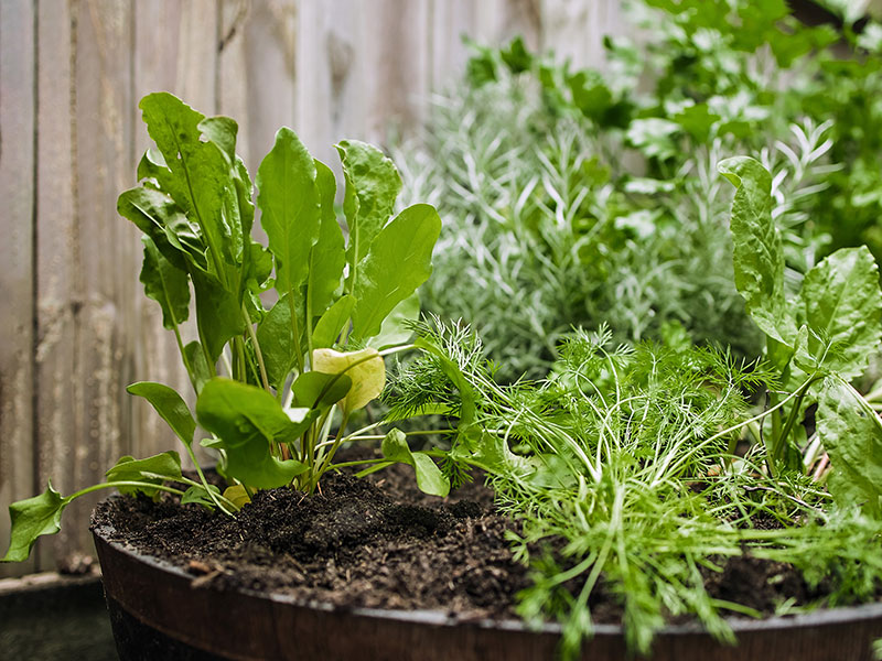 Edible herb garden in pots