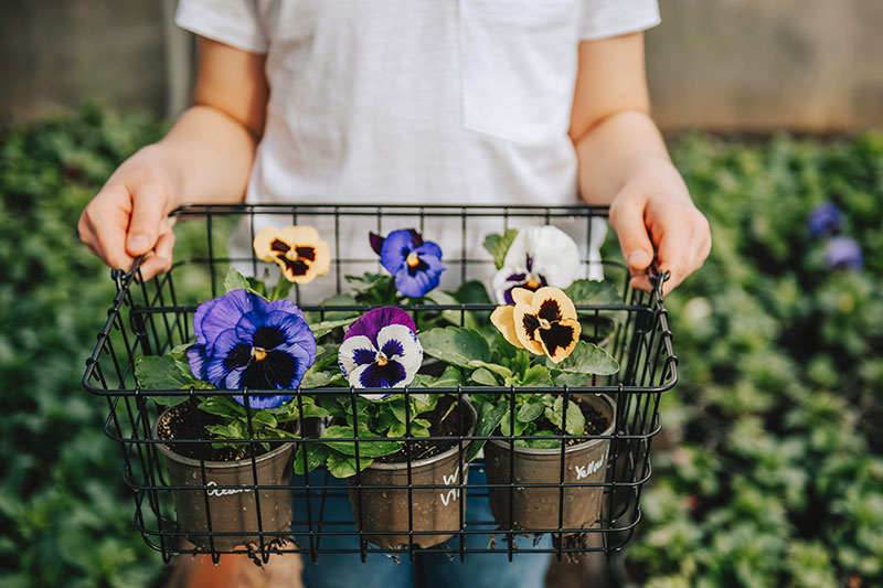 Pansies can be planted in all climate zones during the month of May.