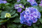 Blue flowered Hydrangea