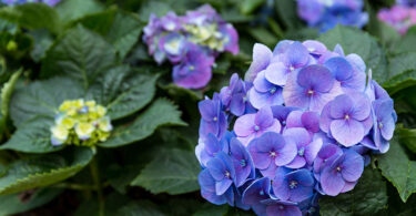 Blue flowered Hydrangea