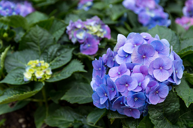 Blue flowered Hydrangea