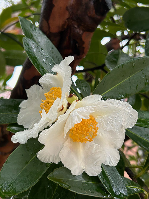 Gordonia axillaris - Fried Egg Plant