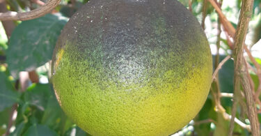 Sooty Mould on citrus fruit