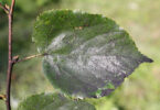Sooty Mould on plant leaf