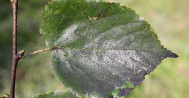 Sooty Mould on plant leaf