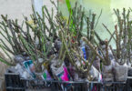 Bare rooted roses should be planted during the winter months