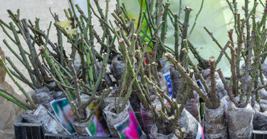 Bare rooted roses should be planted during the winter months