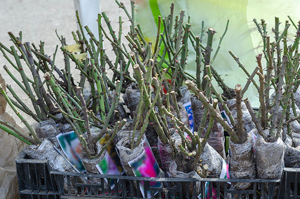 Bare rooted roses should be planted during the winter months