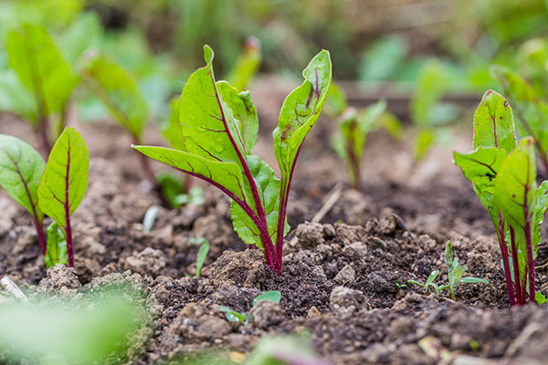 Beetroot seedlings can be grown in Winter in tropical and sub-tropical climates.