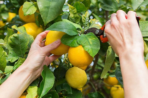 Harvesting lemons