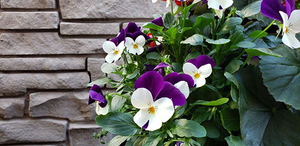 Pansies are perfect for adding a spot of Winter colour