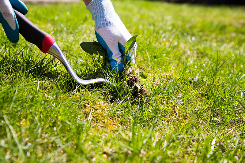 Removing weeds by hand