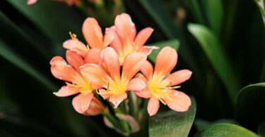 Clivia miniata, Kaffir Lily