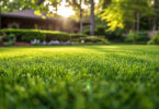 A lovely green, healthy lawn