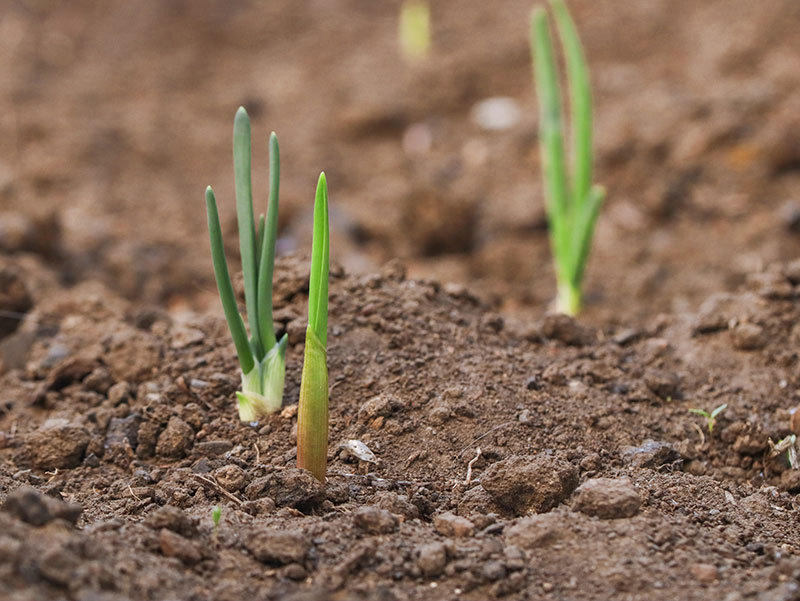 Onion sprouts