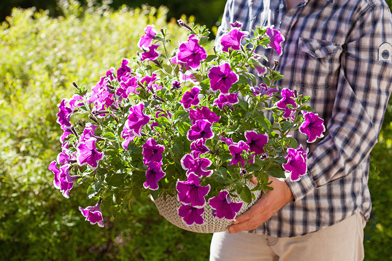 Pot full of purple flowering petunias