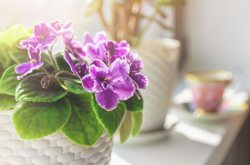 African Violet with purple flowers