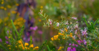 Australian native wildflowers