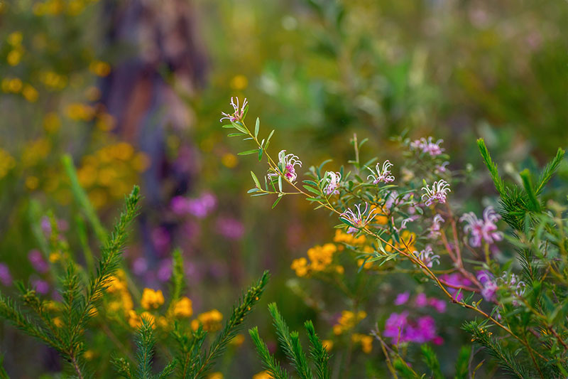 Australian native wildflowers