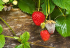 Botrytis - Brown Mould on strawberries