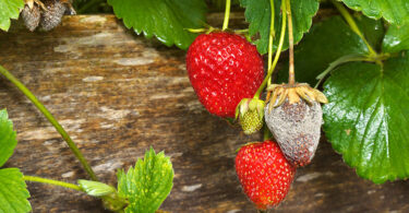 Botrytis - Brown Mould on strawberries