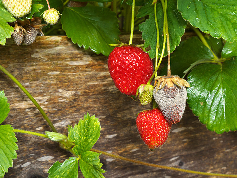 Botrytis - Brown Mould on strawberries