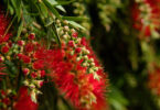 Red flowering Bottlebrush